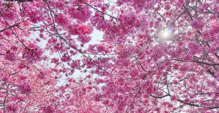 櫻花不開花解決