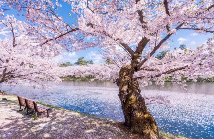 櫻花樹生長快慢 櫻花樹生長快慢