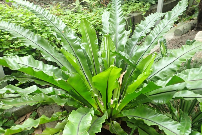 山蘇中毒處理