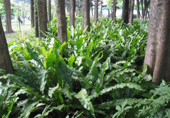 蕨類植物養護 蕨類植物養護