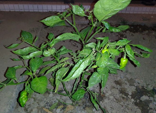 辣椒病害防治