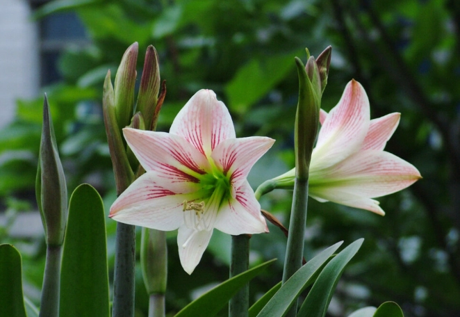 孤挺花結果時間 孤挺花結果時間
