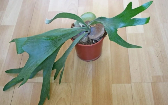 鹿角蕨養護