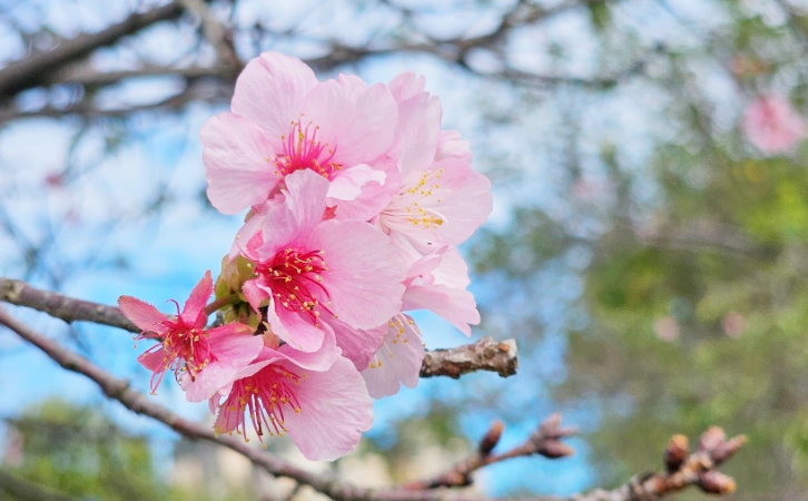 櫻花樹生長快慢