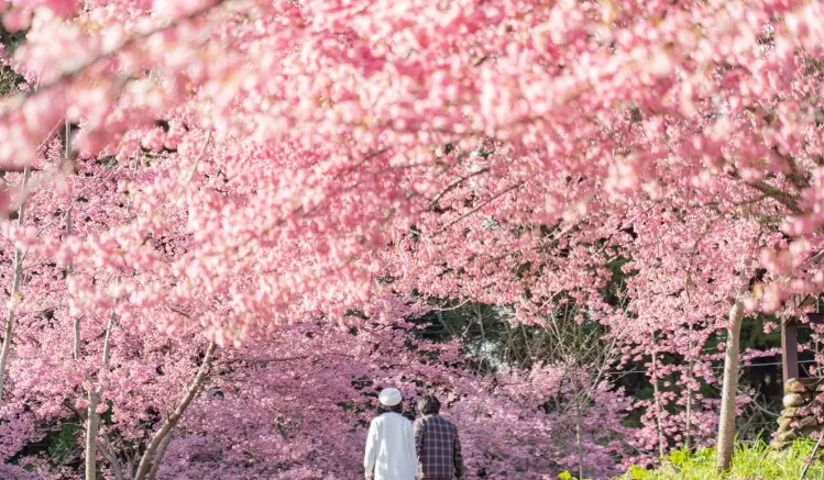 台灣櫻花種植
