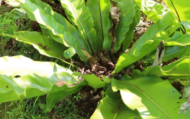 山蘇毒症狀
