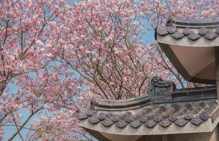 盆栽櫻花照顧 盆栽櫻花照顧