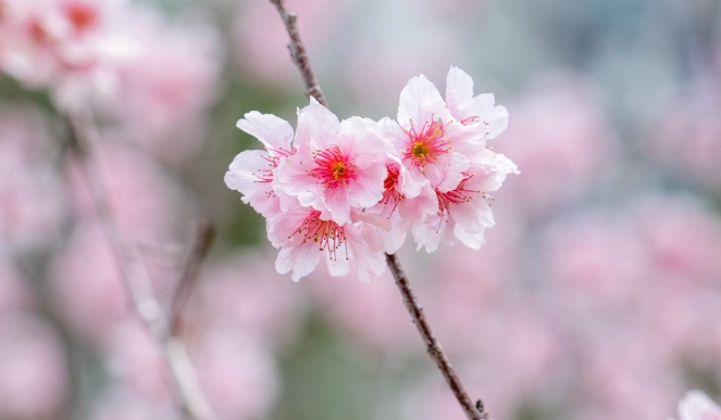 櫻花開花時間 櫻花開花時間