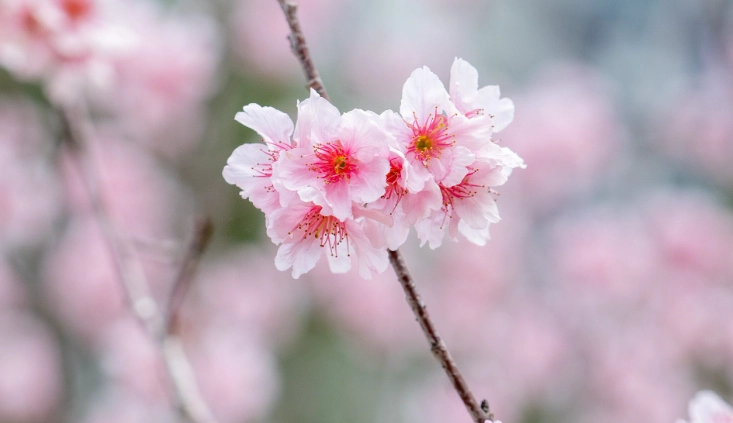 櫻花栽培技巧
