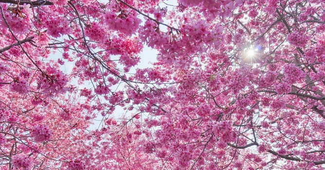 櫻花開花時間 櫻花開花時間