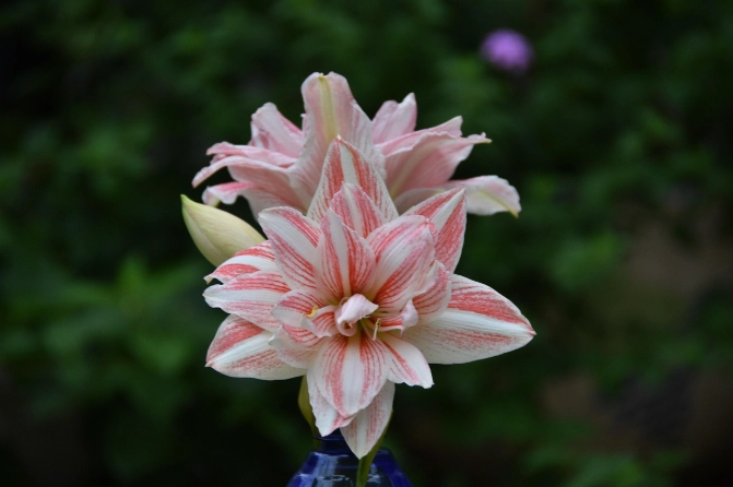 孤挺花開花時間 孤挺花開花時間