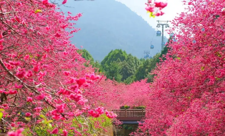 櫻花澆水頻率