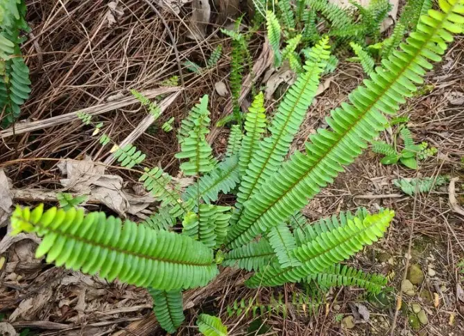 蕨類種類介紹