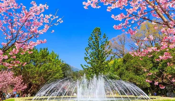 櫻花開花時間 櫻花開花時間