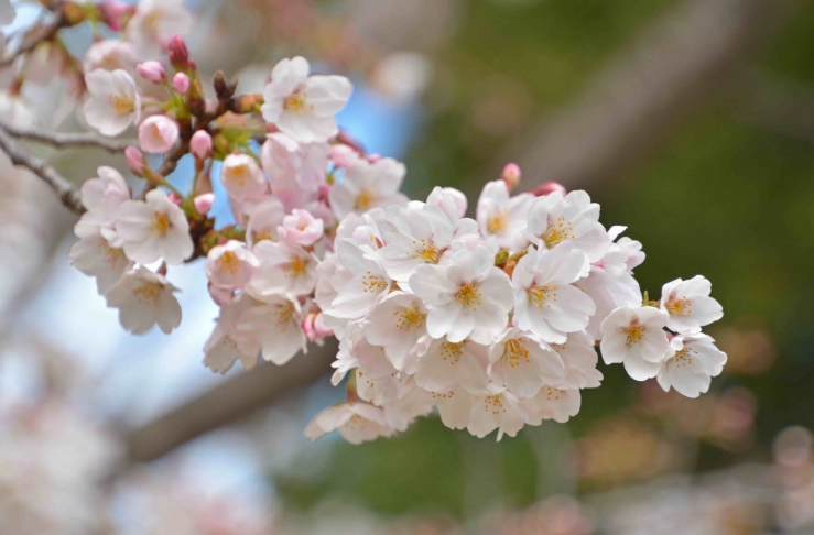 室內櫻花盆栽 室內櫻花盆栽