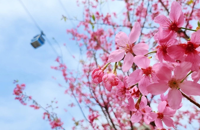 櫻花不開花原因