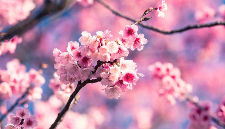 櫻花品種開花時間