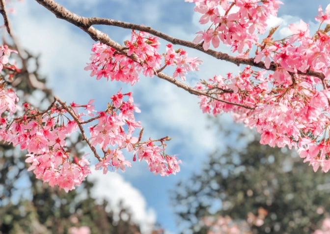 櫻花不開花
