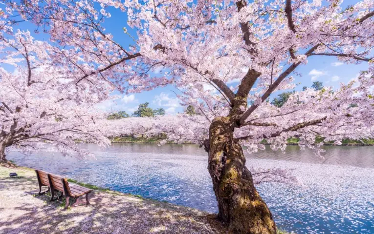 盆栽樱花养护