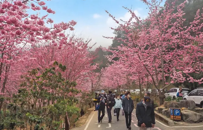 櫻花盆栽養護