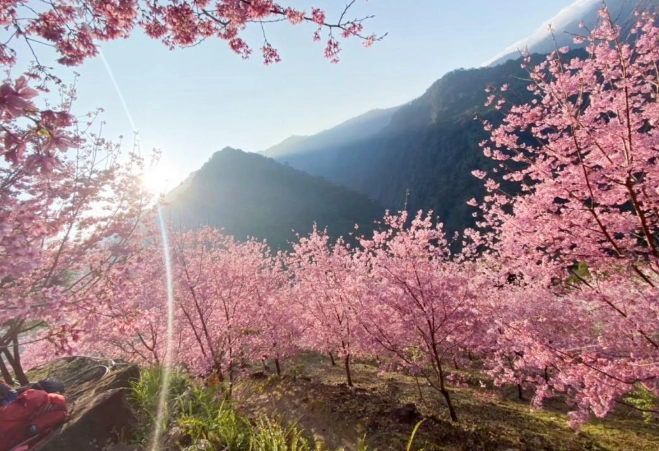 櫻花開花時間