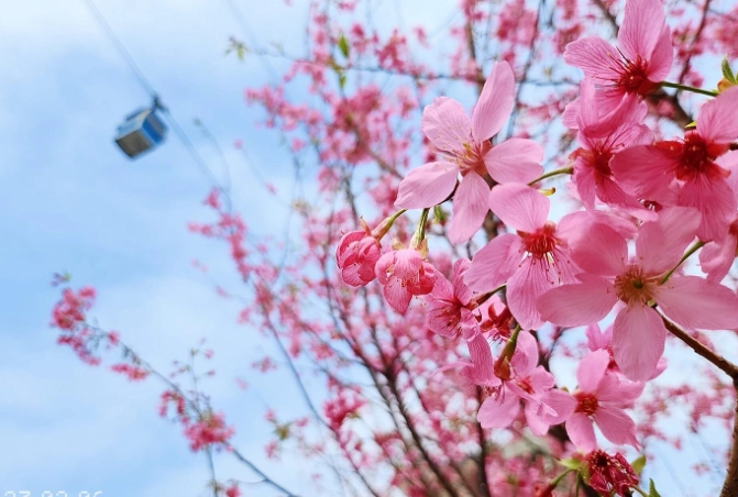 櫻花栽培技巧 櫻花栽培技巧