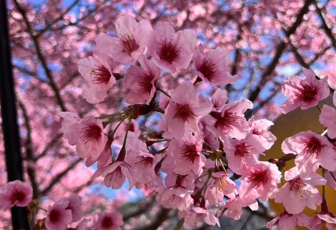 櫻花盆栽問題