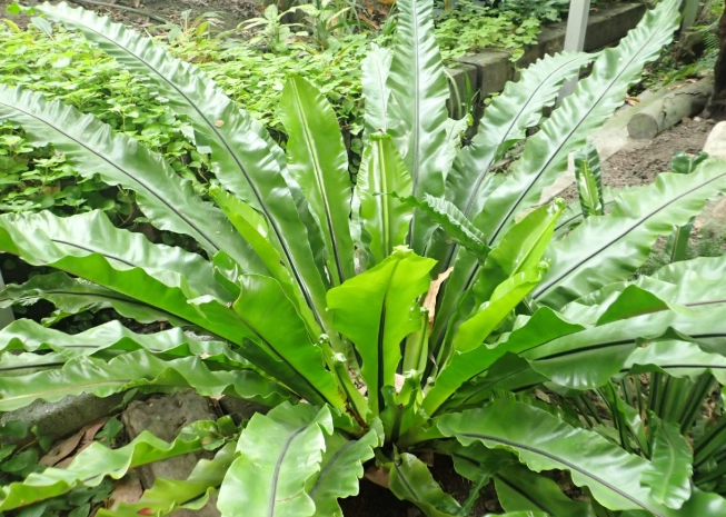 山蘇種植方法 山蘇種植方法