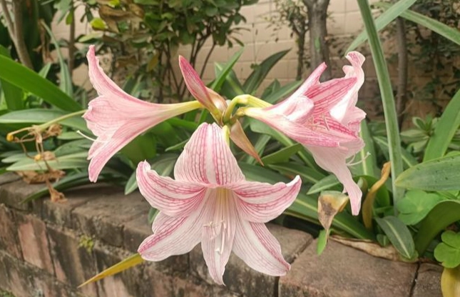孤挺花不結果原因 孤挺花不結果原因