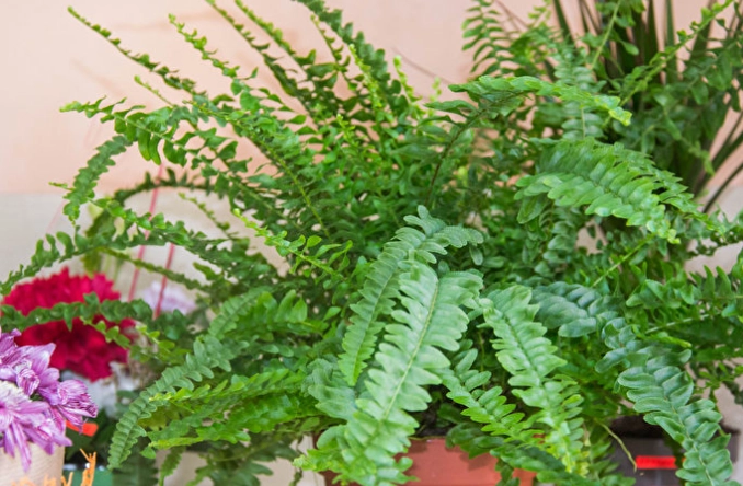 蕨類植物定義