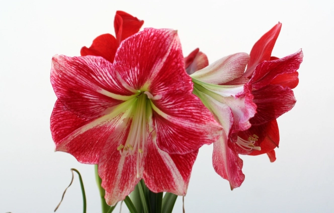 孤挺花球莖照顧 孤挺花球莖照顧