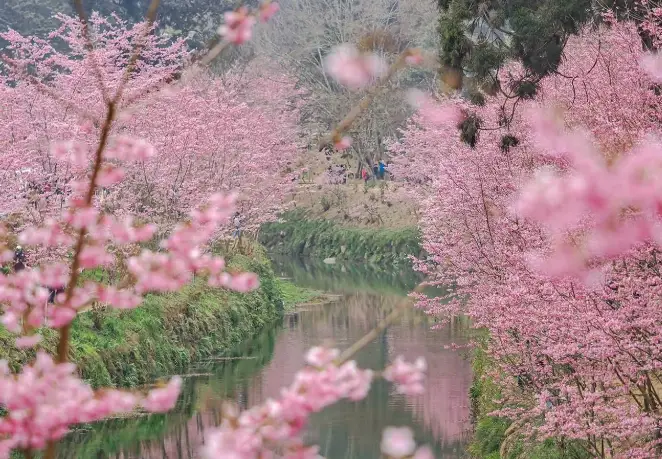 櫻花澆水頻率
