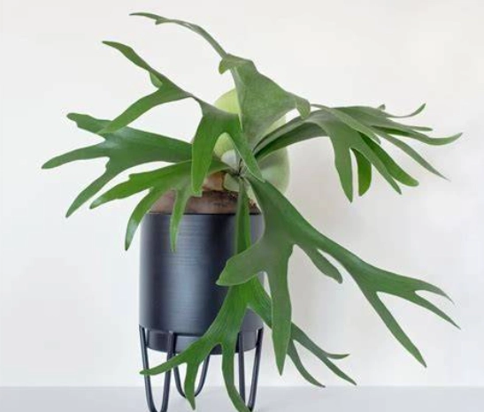 耐陰植物鹿角蕨