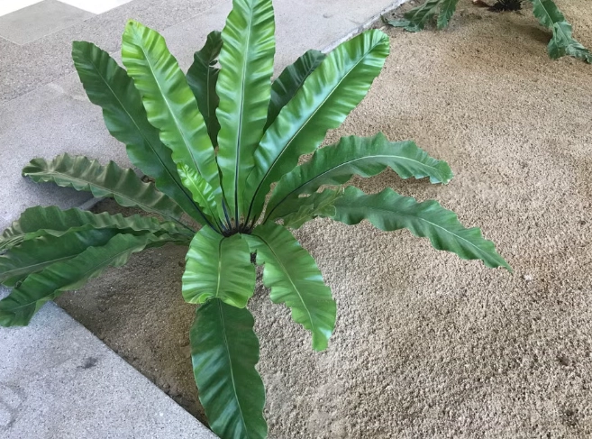 山蘇種植週期 山蘇種植週期