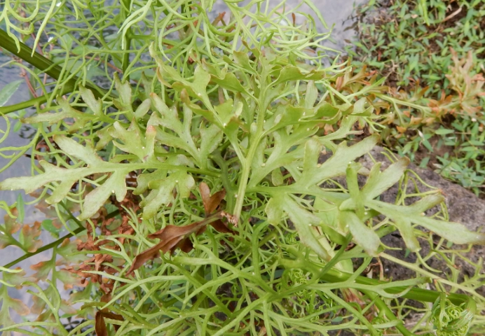 水蕨繁殖 水蕨繁殖