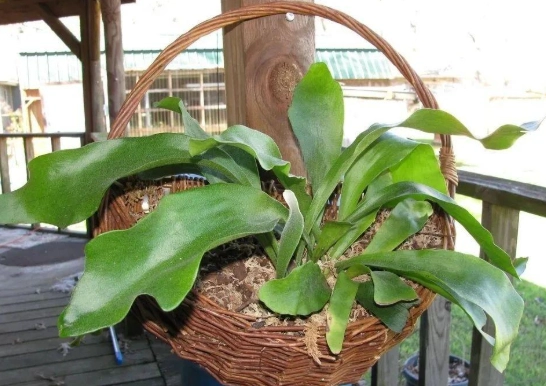 耐陰植物鹿角蕨