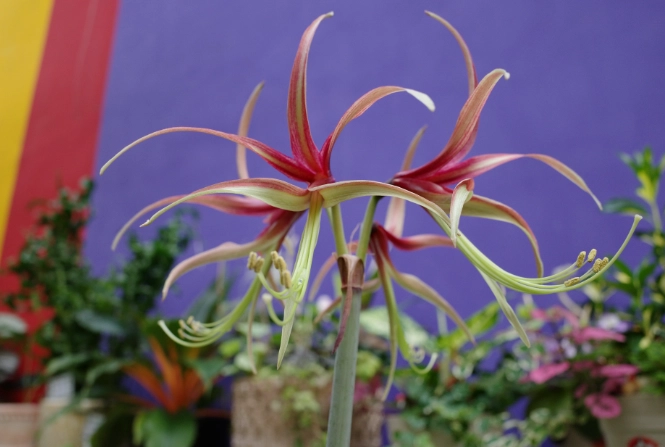 孤挺花開花次數 孤挺花開花次數