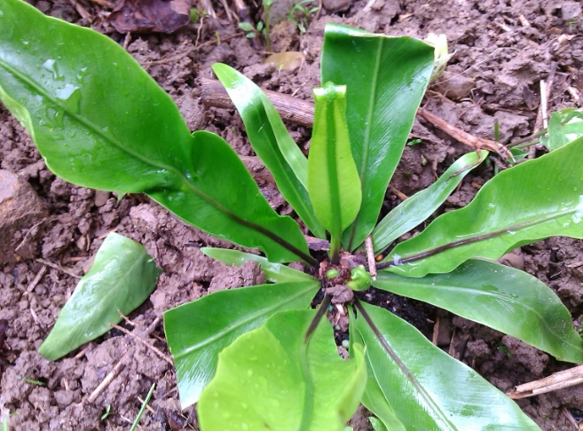 蕨類植物養護 蕨類植物養護