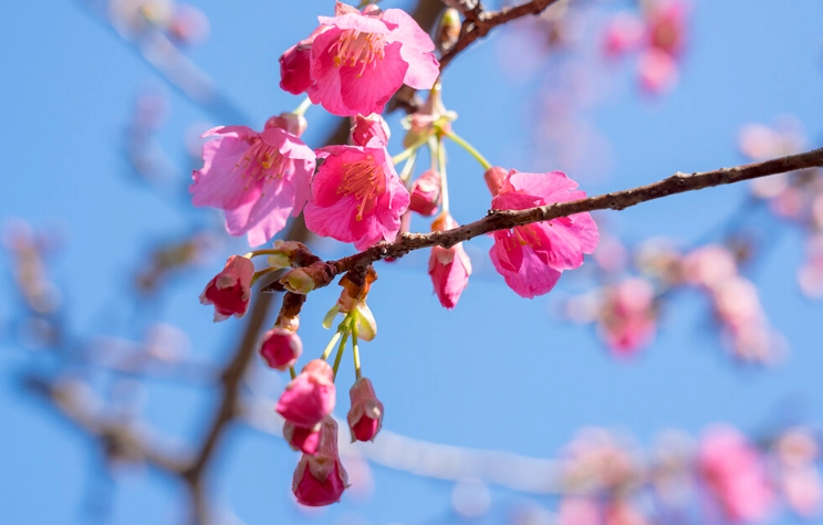 櫻花不開花解決