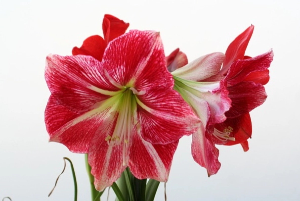孤挺花花期 孤挺花花期