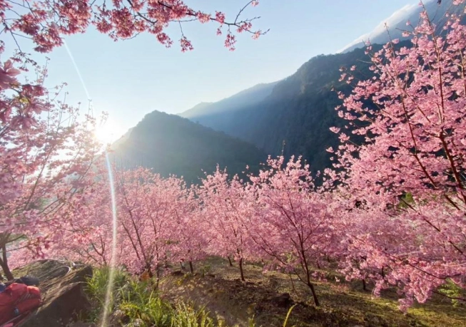 櫻花開花時間 櫻花開花時間