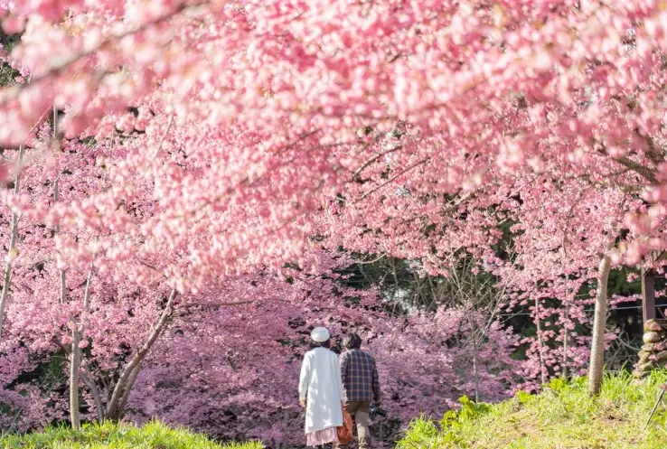櫻花開花時間