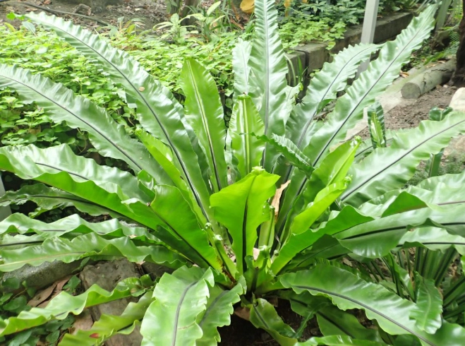山蘇種植週期 山蘇種植週期