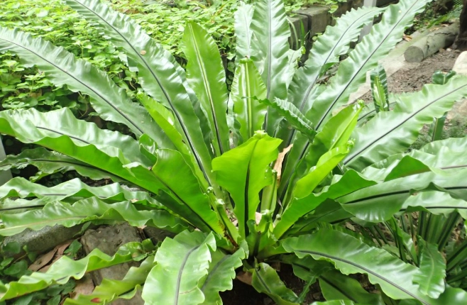 植物修剪技巧