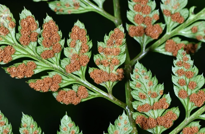 蕨類植物種類 蕨類植物種類