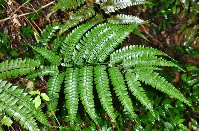 蕨類植物種類 蕨類植物種類