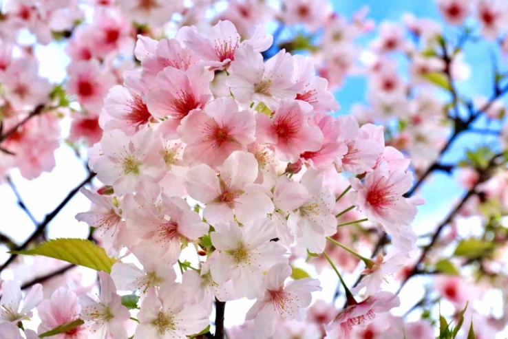 櫻花生長速度