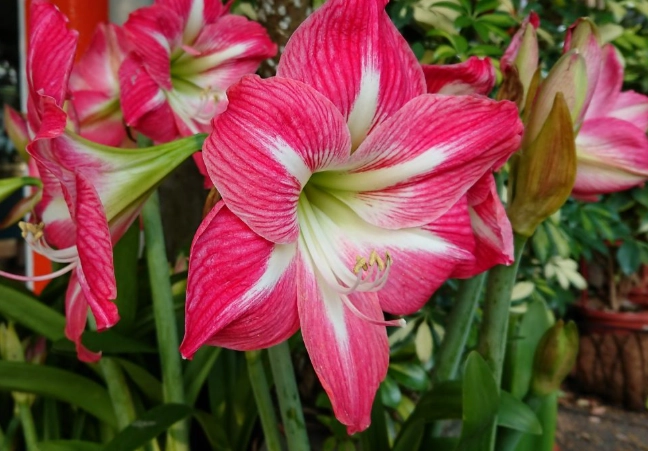 孤挺花開花次數 孤挺花開花次數