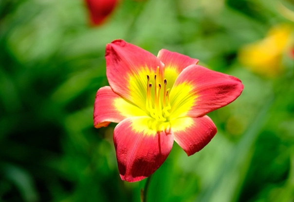孤挺花花期 孤挺花花期