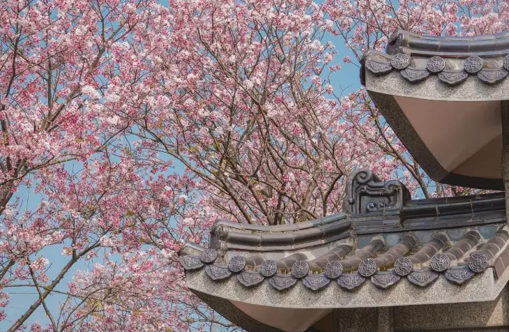 櫻花開花時間 櫻花開花時間